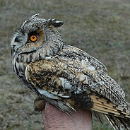 Long-eared Owl